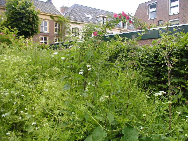 Městský park Wageningen - divoké rostliny
